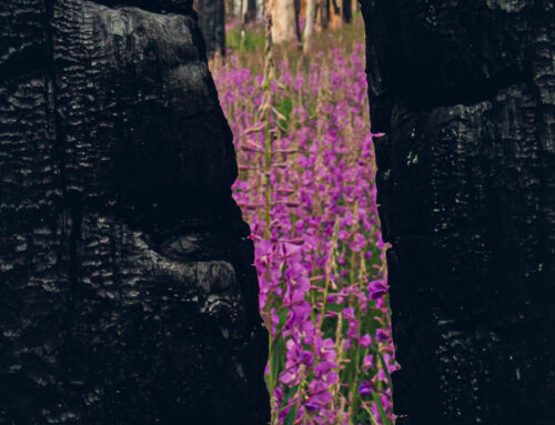 Resilience Through Ashes