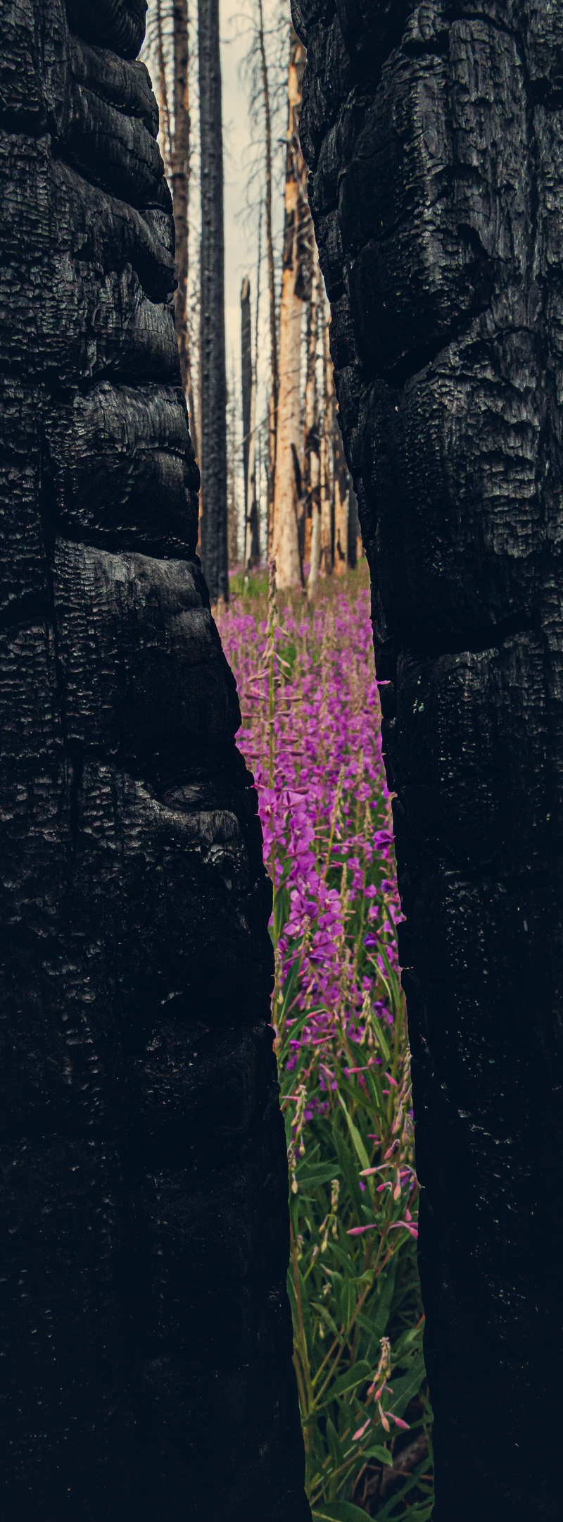 A close-up view through a gap in two charred tree trunks, revealing a field of vibrant purple wildflowers growing in the aftermath of a wildfire. The contrast between the dark, burned trees and the bright flowers highlights nature's resilience and renewal.