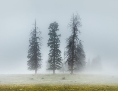 The Sisters Stand Still