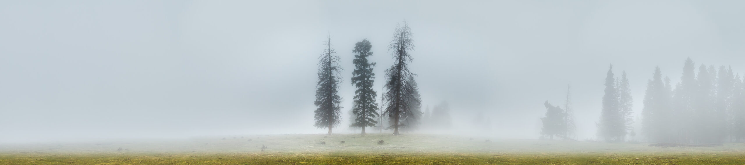Foggy field with three central pine trees symbolizing sisters; misty background and sparse grass create a serene, familial atmosphere.